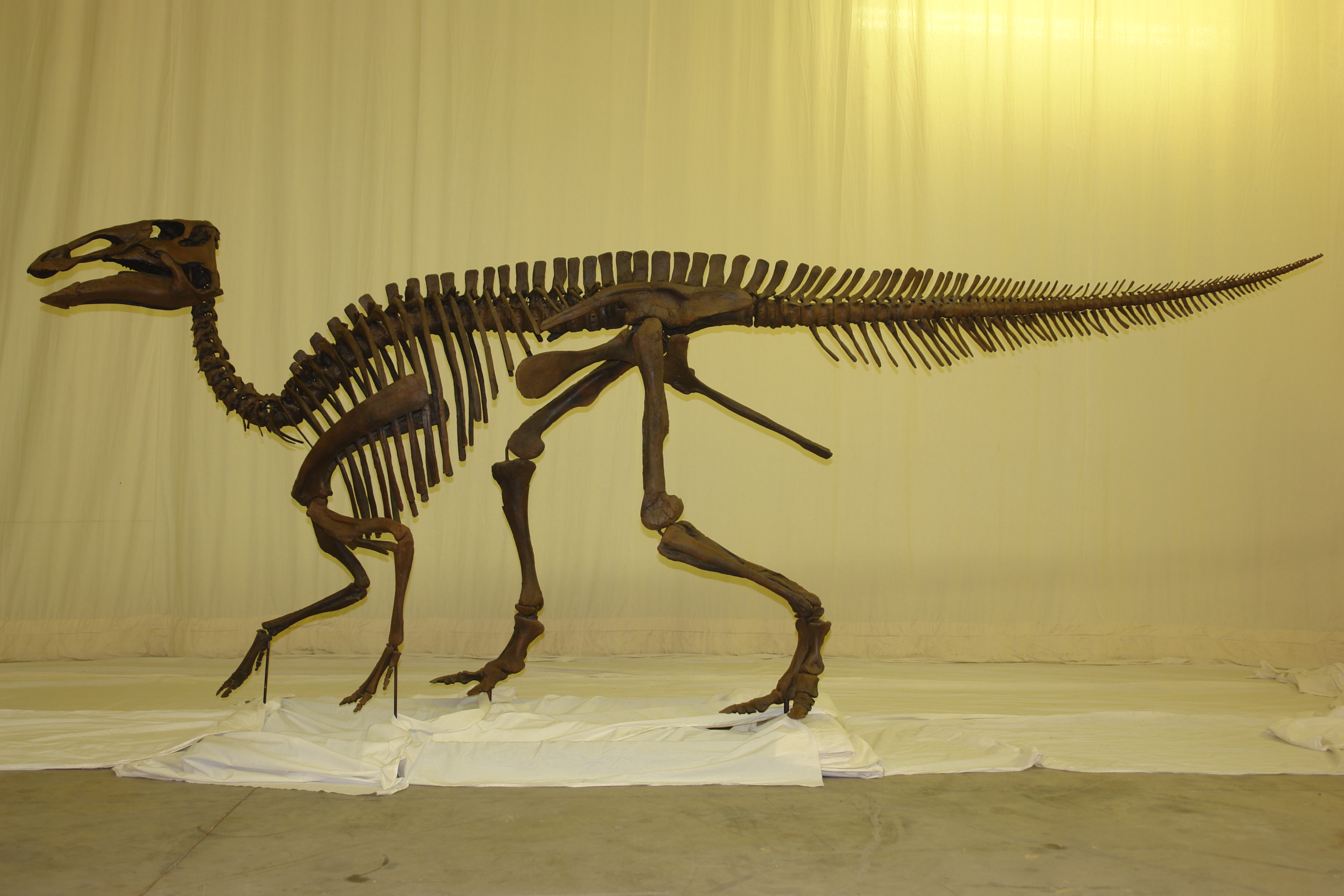 Prehistoric Fossil Hadrosaurus Dinosaur Movement - Regency Freight Services